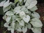 fotografie Plante de Apartament Syngonium liană , argintiu
