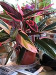 foto Le piante domestiche Triostar, Mai-Mai Pianta (Stromanthe sanguinea), eterogeneo