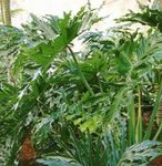 Фото Домашние Растения Филодендрон древовидный (Philodendron), зеленый