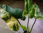 fénykép Szobanövények Filodendron Liana kúszónövény (Philodendron  liana), tarkabarka