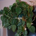フォト 観葉植物 フィロデンドロンの蔓 つる植物 (Philodendron  liana), 緑色