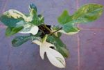 fénykép Szobanövények Filodendron Liana kúszónövény (Philodendron  liana), tarkabarka