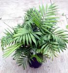 fotografie Vnútorné Rastliny Filodendron Liana (Philodendron  liana), zelená