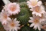 Couronne Cactus