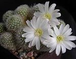 foto As Plantas da Casa Crown Cactus cacto do deserto (Rebutia), branco