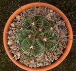 fotografija Sobne rastline Ferocactus puščavski kaktus , rumena