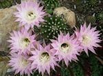 Foto Topfpflanzen Distel Globus, Fackel-Kaktus wüstenkaktus (Echinopsis), rosa