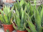 Foto Pflanzen Amerikanische Jahrhundert, Pita, Gespickt Aloe sukkulenten (Agave), weiß