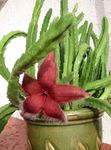 Fil Kadaver Växt, Sjöstjärna Blomma, Sjöstjärnor Kaktus suckulenter (Stapelia), röd
