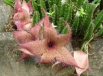 Foto Maita Augs, Zvaigzne Ziedu, Starfish Kaktuss sulīgs (Stapelia), sārts