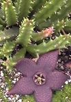 Foto Maita Augs, Zvaigzne Ziedu, Starfish Kaktuss sulīgs (Stapelia), purpurs