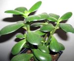 Fil Krukväxter Crassula suckulenter , vit