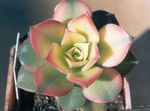 fotografija Žamet Rose, Krožnik Rastlina, Aeonium sukulenti , bela