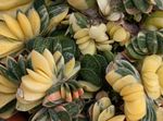 Photo des plantes en pot Ailes Néerlandais, Avocats Langue (Gasteria), rose