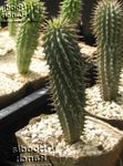 фотографија Затворене Биљке Хоодиа пустињски кактус (Hoodia), розе