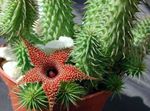 снимка Интериорни растения Huernia сукуленти , червен