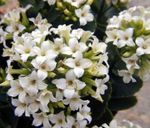 fotografija Sobne rastline Kalanchoe sukulenti , bela