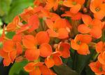 fotografija Sobne rastline Kalanchoe sukulenti , oranžna