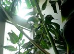 Фото үй өсімдіктер Каланхоэ (Каланхоэ) шырынды (Kalanchoe), қызғылт