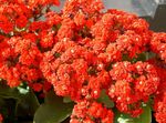 fotografija Sobne rastline Kalanchoe sukulenti , rdeča