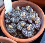 Fil Kon Växt suckulenter (Conophytum), gul