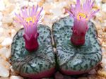 φωτογραφία Εσωτερικά φυτά Φυτό Κώνου παχύφυτα (Conophytum), ροζ