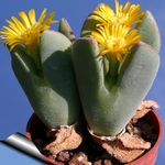 Foto Kegle Plante saftige (Conophytum), gul