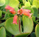 fotografija Sobne rastline Uho Prašiča sukulenti (Cotyledon), rdeča