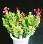 Photo des plantes en pot Rochea les plantes succulents , rouge