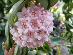 fotografie Plantă Ceară suculent (Hoya), roz