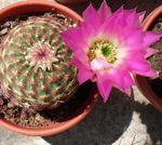 fotografie Pokojové rostliny Astrophytum pouštní kaktus , růžový
