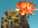 fénykép Szobanövények Acanthocalycium sivatagi kaktusz , narancs