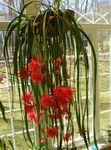 Foto Topfpflanzen Band Kaktus, Orchidee Kaktus kakteenwald (Epiphyllum), rot