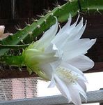 Fil Krukväxter Sol Kaktus skogskaktus (Heliocereus), vit