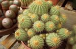 foto Kamerplanten Copiapoa woestijn cactus , geel