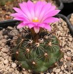 fotografija Sobne rastline Coryphantha puščavski kaktus , roza