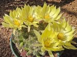 foto Kamerplanten Oude Dame Cactus, Mammillaria , geel