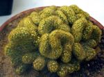 снимка Интериорни растения Стара Дама Кактус, Mammillaria пустинен кактус , жълт
