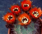 Photo House Plants Cob Cactus (Lobivia), red