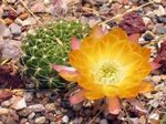 fotografija Sobne rastline Storžev Kaktus (Lobivia), rumena