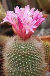 Photo des plantes en pot Matucana le cactus du désert , rose