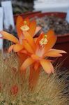 Фото Домашні Рослини Матукана пустельний кактус (Matucana), помаранчевий