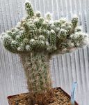 fotografie Pokojové rostliny Oreocereus pouštní kaktus , růžový