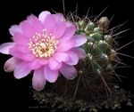 фотографија Затворене Биљке Сулцоребутиа пустињски кактус (Sulcorebutia), бео