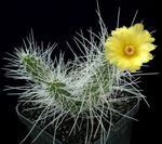 fotografija Sobne rastline Tephrocactus puščavski kaktus , rumena
