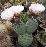 снимка Интериорни растения Tephrocactus пустинен кактус , бял