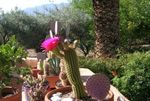 zdjęcie Pokojowe Rośliny Gatunków Trichocereus pustynny kaktus , różowy