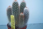 фотографија Затворене Биљке Хаагеоцереус пустињски кактус (Haageocereus), бео