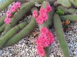 foto Le piante domestiche Haageocereus il cactus desertico , rosa