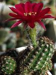foto Kamerplanten Pinda Cactus (Chamaecereus), claret